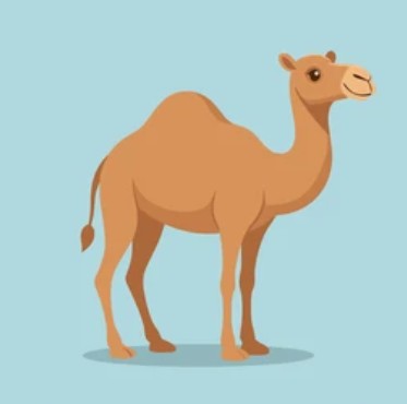 Illustration of Camel A facing right